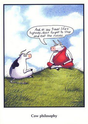 COW PHILOSOPHY